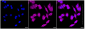 KD-Validated Anti-Ferritin heavy chain 1 Rabbit Monoclonal Antibody
